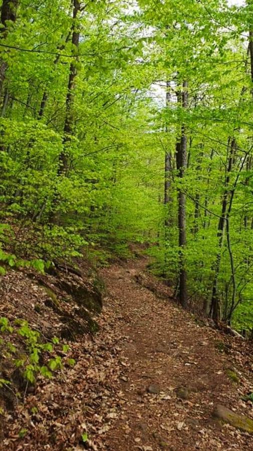 Ferienwohnungen Im Herzen Des Pfaelzerwaldes Elmstein 외부 사진
